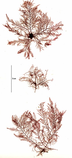 Delicately-branched red seaweed (Bonnemaisonia californica, Bonnemaisonia nootkana)