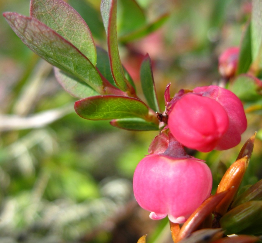 Bog blueberry (Vaccinium uliginosum)