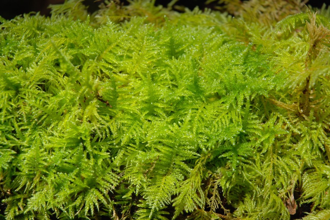 Oregon beaked moss (Kindbergia oregana)