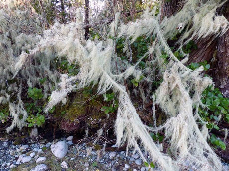 Methuselah's beard  (Usnea longissima)