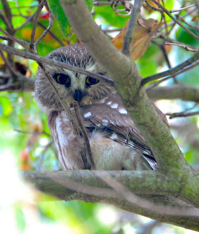 Northern saw-whet owl (Aegolius acadicus)