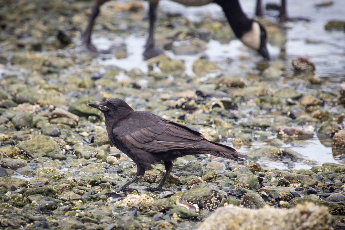 Northwestern crow (Corvus caurinus)