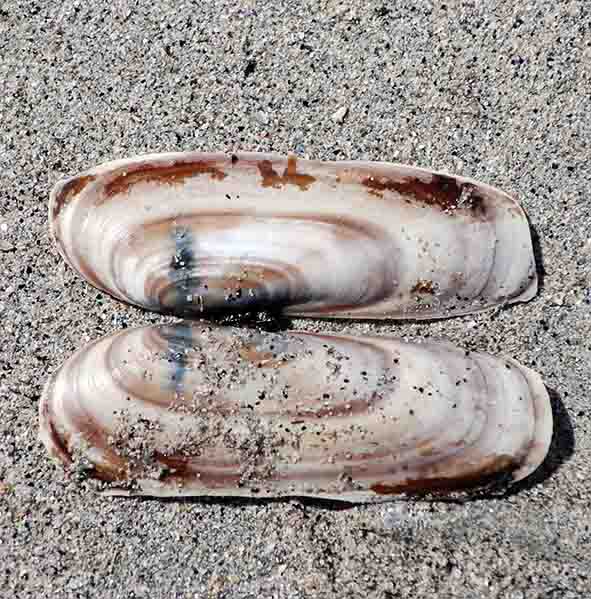 Pacific razor-clam (Siliqua patula)