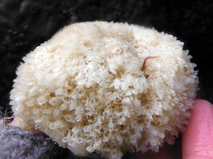 Tube ball sponge (Leucosolenia eleanor)