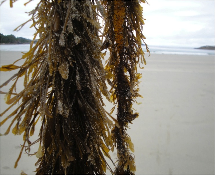 Feather boa kelp (Egregia menziesii)