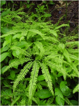 Maidenhair fern (Adiantum pedatum)