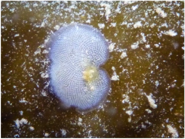 Kelp-encrusting bryozoan (Membranipora serrilamella)