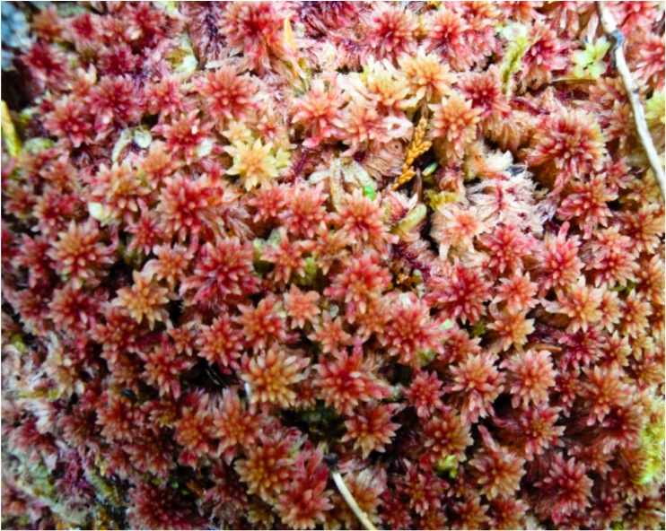 Small red peat moss (Sphagnum capillifolium)