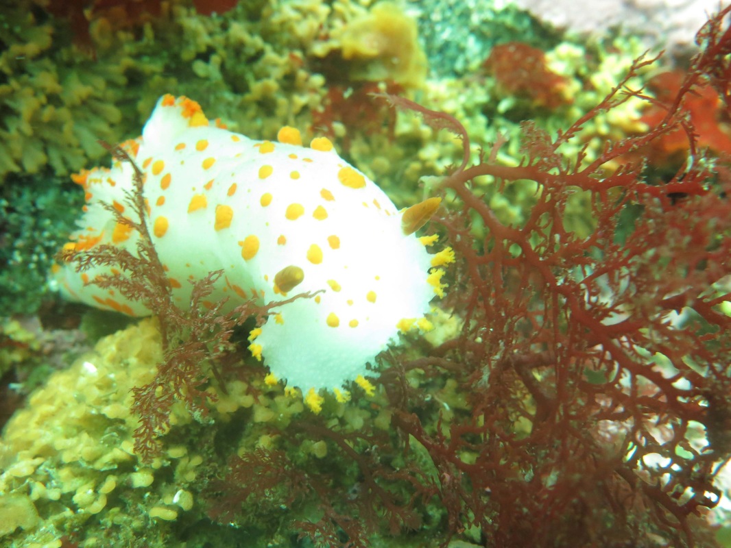 Clown nudibranch, sea-clown nudibranch, sea-clown triopha, clown dorid, orange-spotted nudibranch (Triopha catalinae, Catalina triopha, Triopha carpenteri)