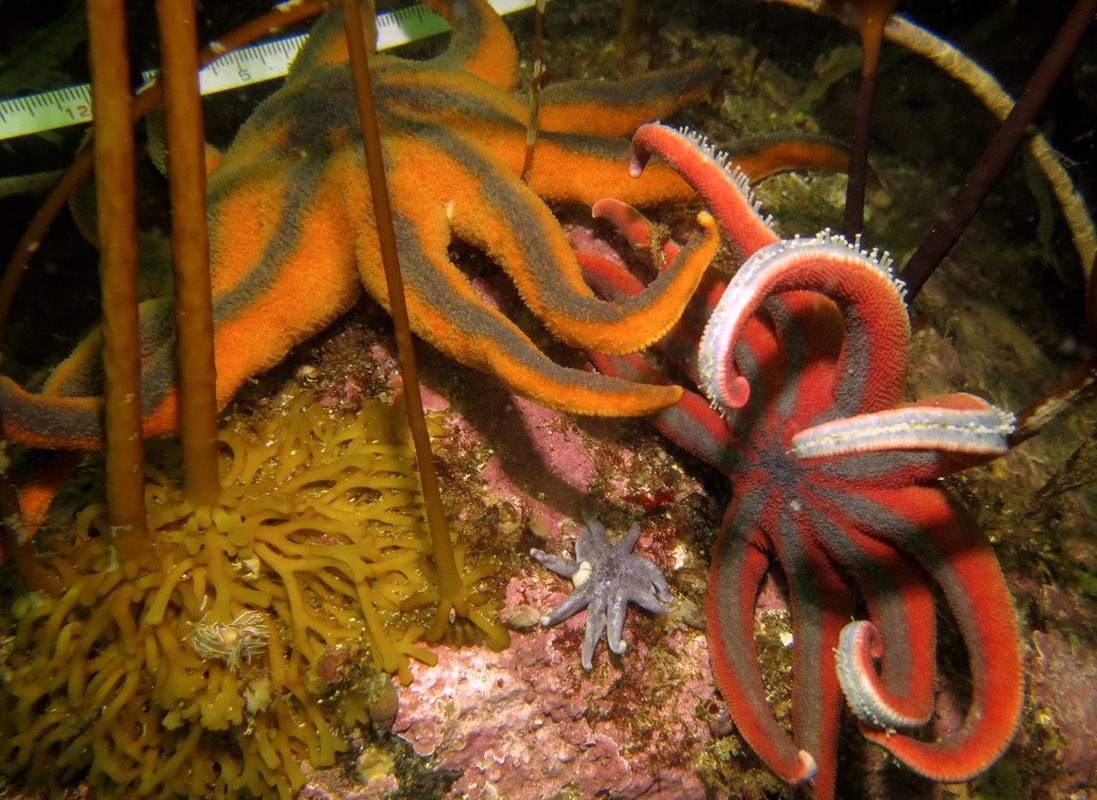 Striped sunstar (Solaster stimpsoni)