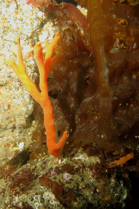 Orange finger sponge (Neoesperiopsis rigidus, Isodictya rigida, Amphilectus rigida)