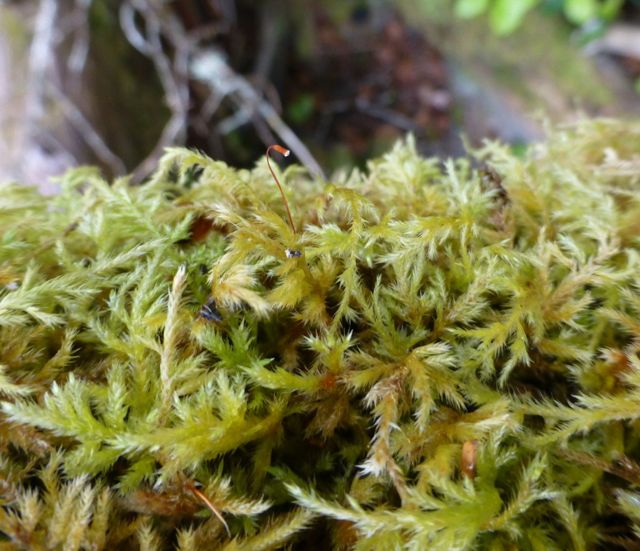 Cat-tail moss (Isothecium myosuroides)