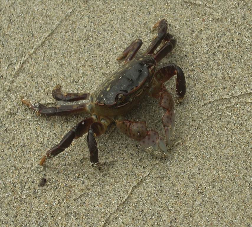 Purple shore crab (Hemigrapsus nudus)