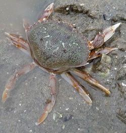 Dungeness crab  (Cancer magister)