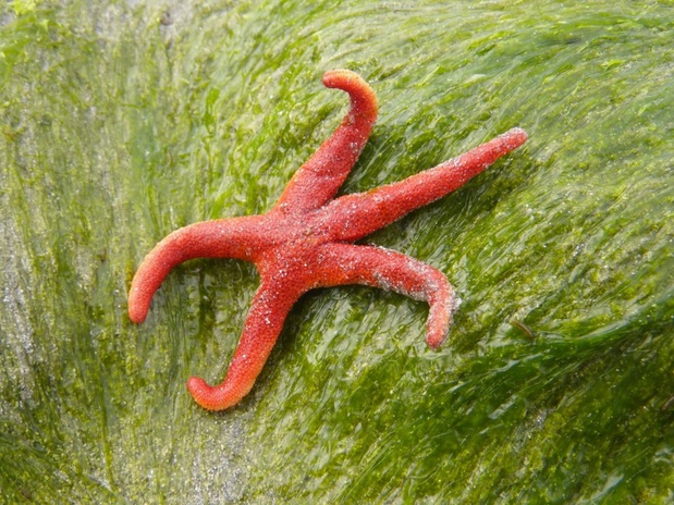 Blood star (Henricia leviuscula)