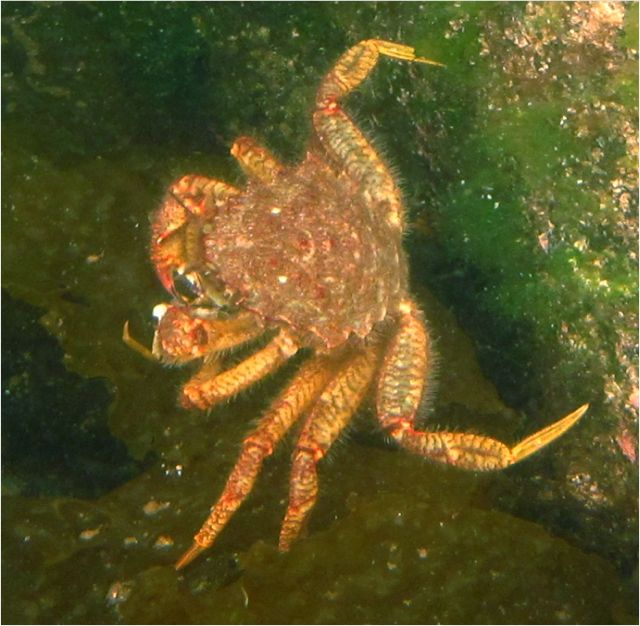 Helmet crab (Telmessus cheiragonus)