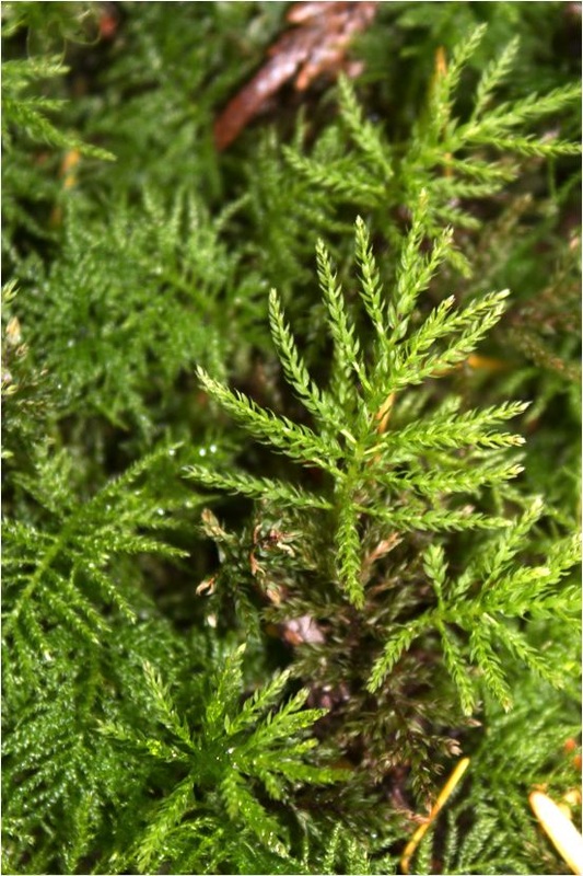 Tree moss  (Climacium dendroides)