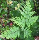Bracken fern (Pteridium aquilinum)