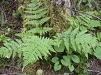 Spiny wood fern (Dropteris expansa)