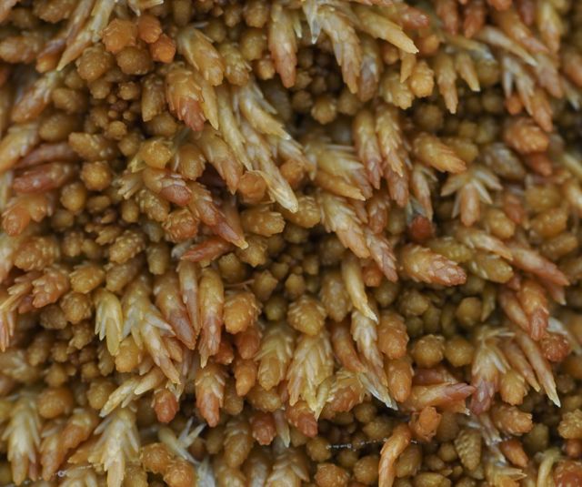 Fat bog moss (Sphagnum papillosum)
