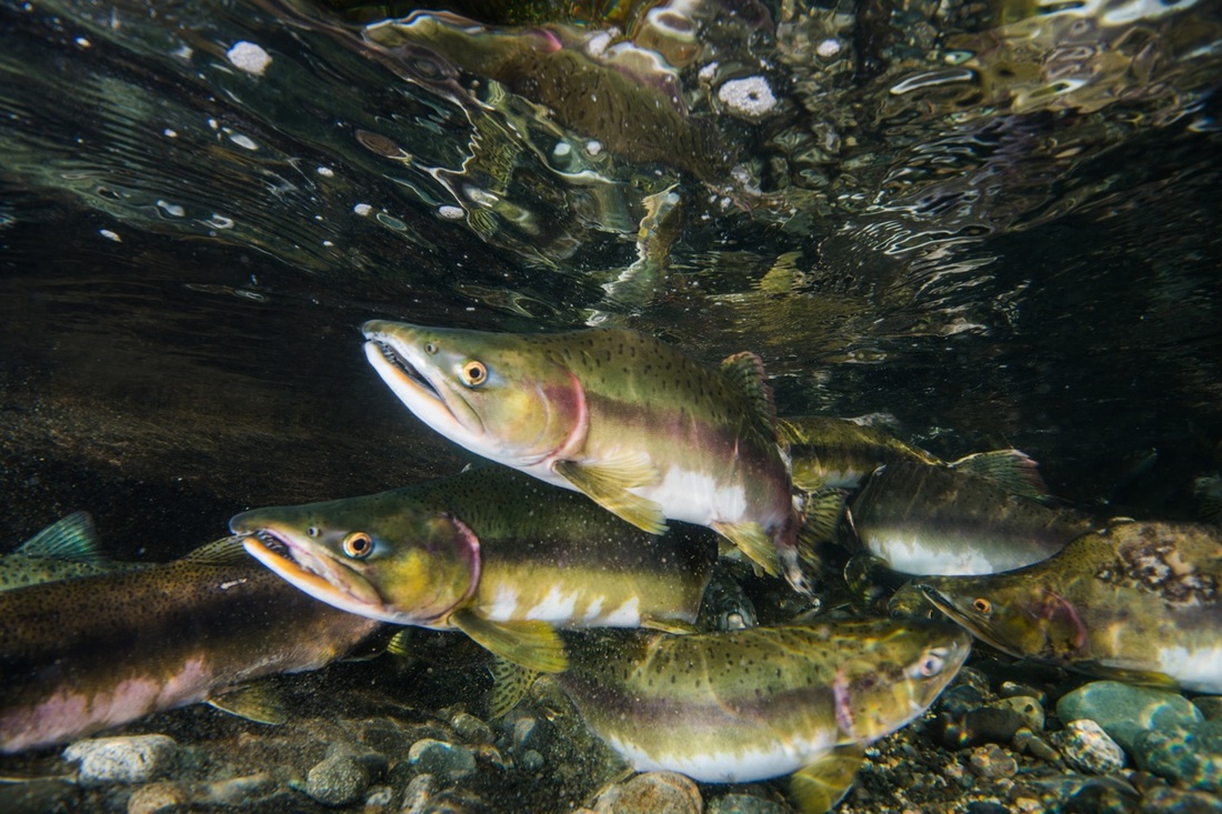 Pink Salmon • Oncorhynchus Gorbuscha Biodiversity Of The Central Coast
