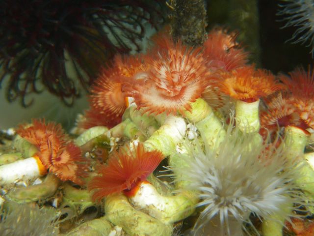 Calcareous tube worm (Serpula columbiana)