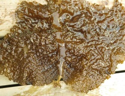 fringed sieve kelp (Agarum fimbriatum)