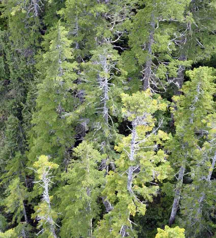 Amabilis fir (Abies amabilis)
