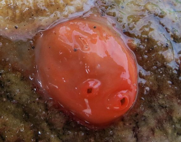 Shiny orange sea squirt (Cnemidocarpa finmarkiensis)