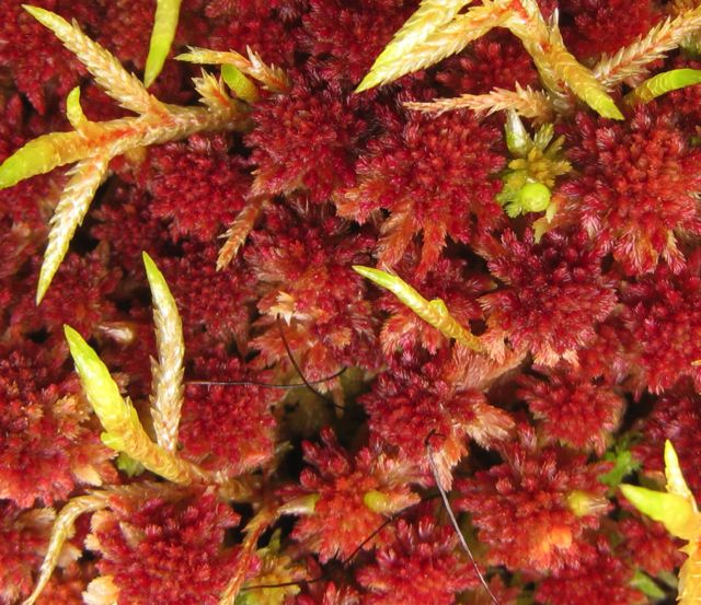 Small red peat moss (Sphagnum capillifolium)