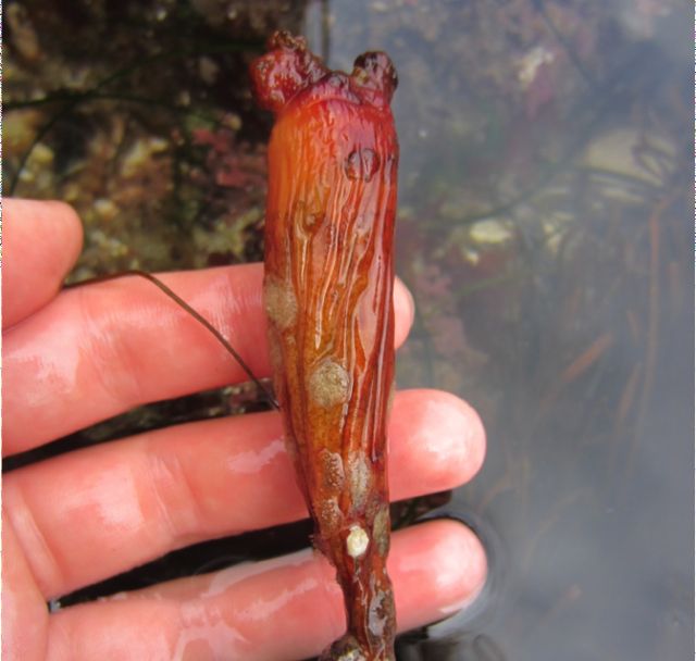 Monterey stalked tunicate (Styela montereyensis)