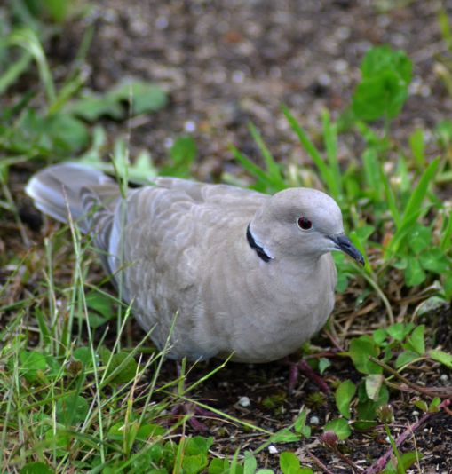 Eurasian collared-dove (Streptopelia decaocto)