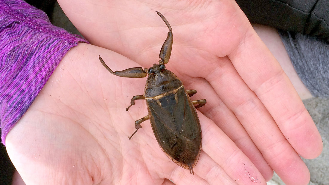 Giant water bug (Lethocerus americanus)