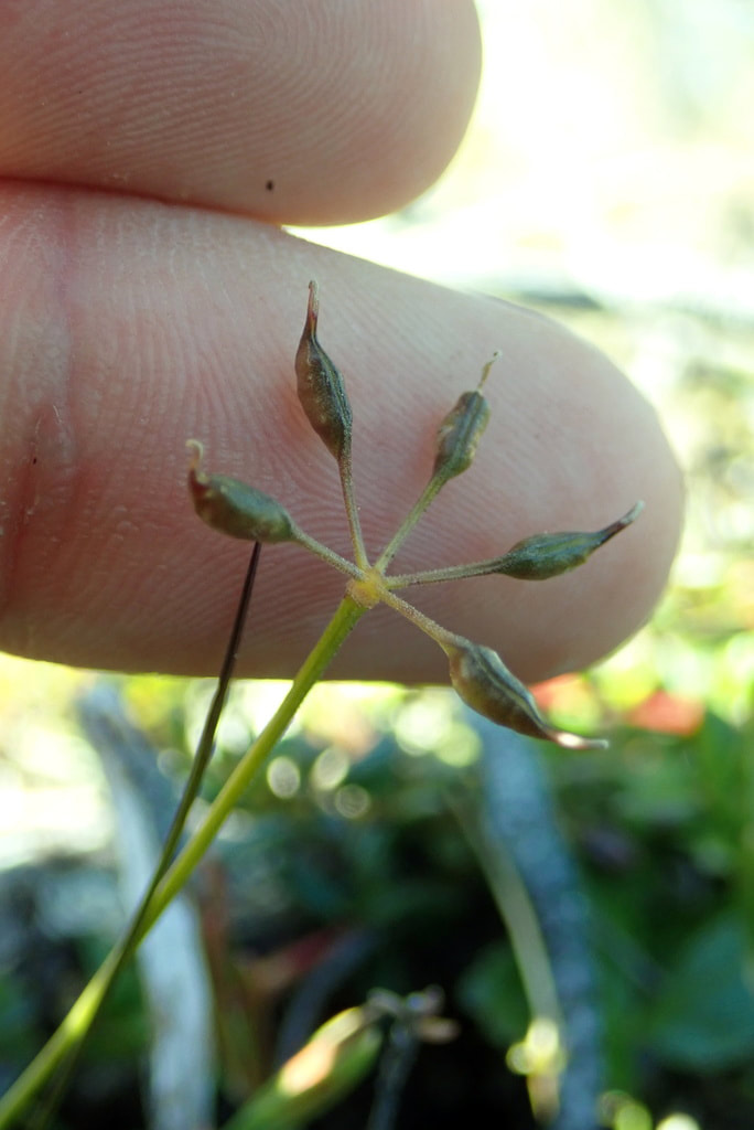 Three-leaved goldthread (Coptis trifolia)