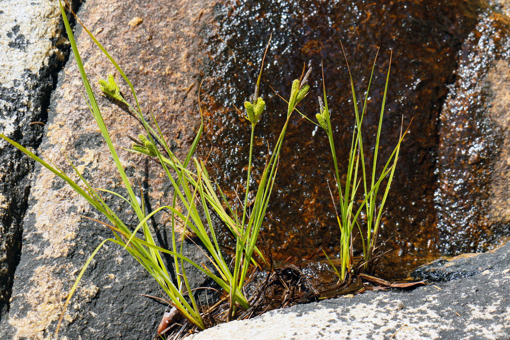 Kellogg's sedge (Carex kellogii, Carex lenticularis)
