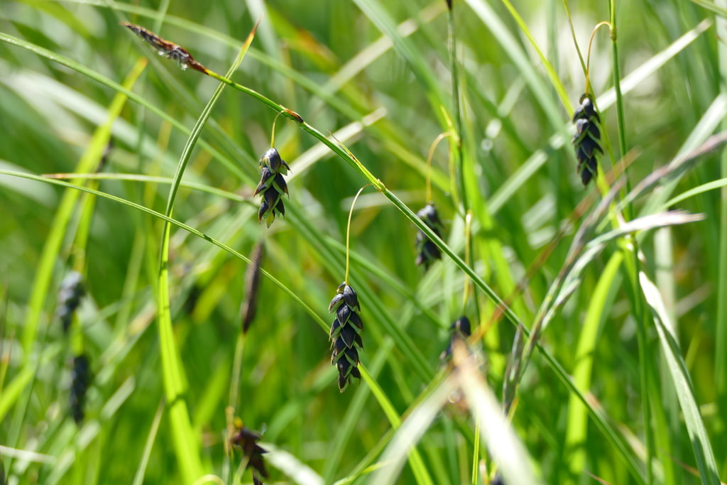 Several-flowered sedge (Carex pluriflora)