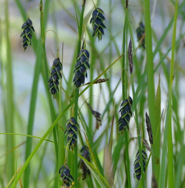 Several-flowered sedge  (Carex pluriflora)