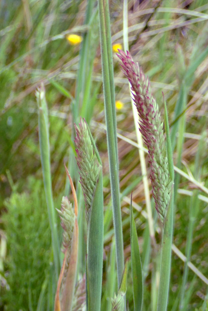 Common velvet-grass  (Holcus lanatus)
