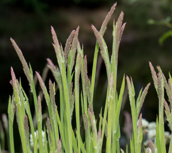 Common  velvet-grass  (Holcus lanatus)