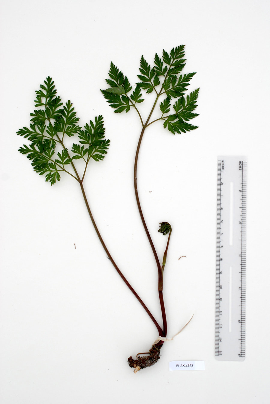 Pacific hemlock parsley, Conioselinum GmeliniiPicture
