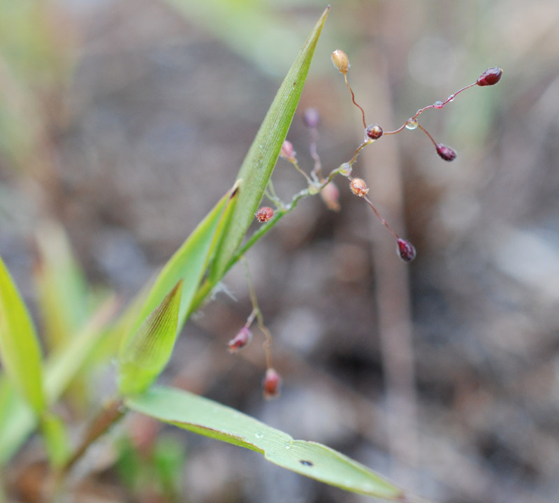 Western panicgrass (Dichanthelium acuminatum)