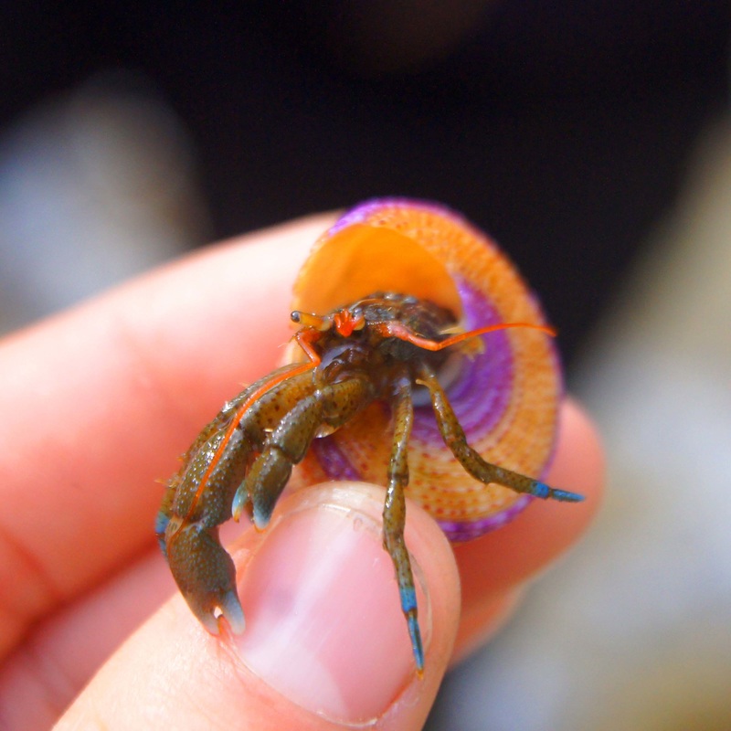  Blueband hermit crab (Pagurus samuelis)