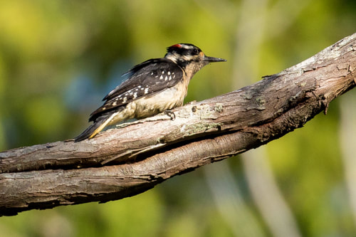 Hairy woodpecker (Picoides villosus)