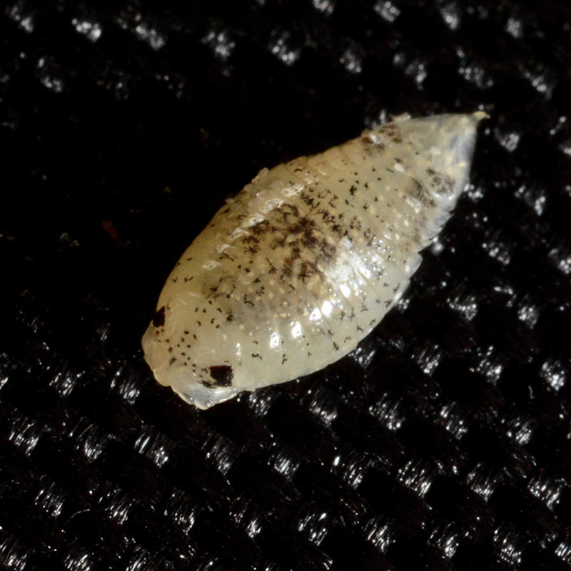 Isopod (Excirolana chiltoni)
