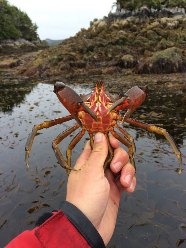 Northern kelp crab  (Pugettia producta)