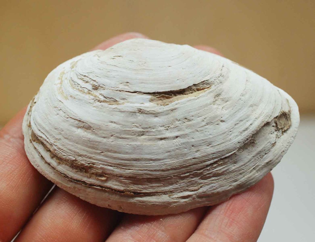 Eastern soft-shell clam (Mya arenaria)