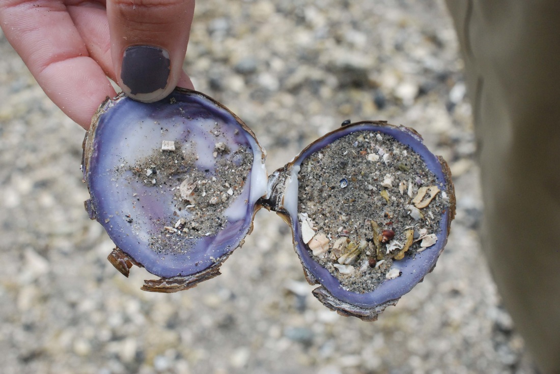 Purple varnish clam (Nuttallia obscurata)