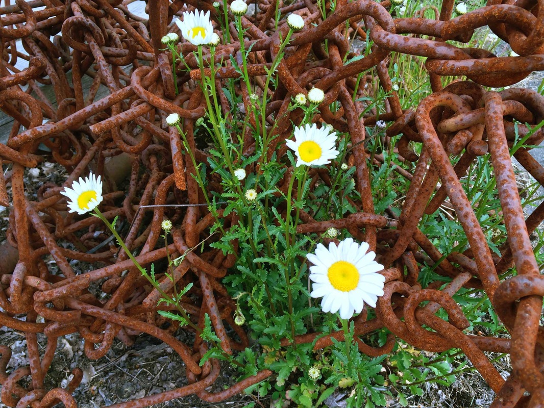 Oxeye daisy (Leucanthemum vulgare)