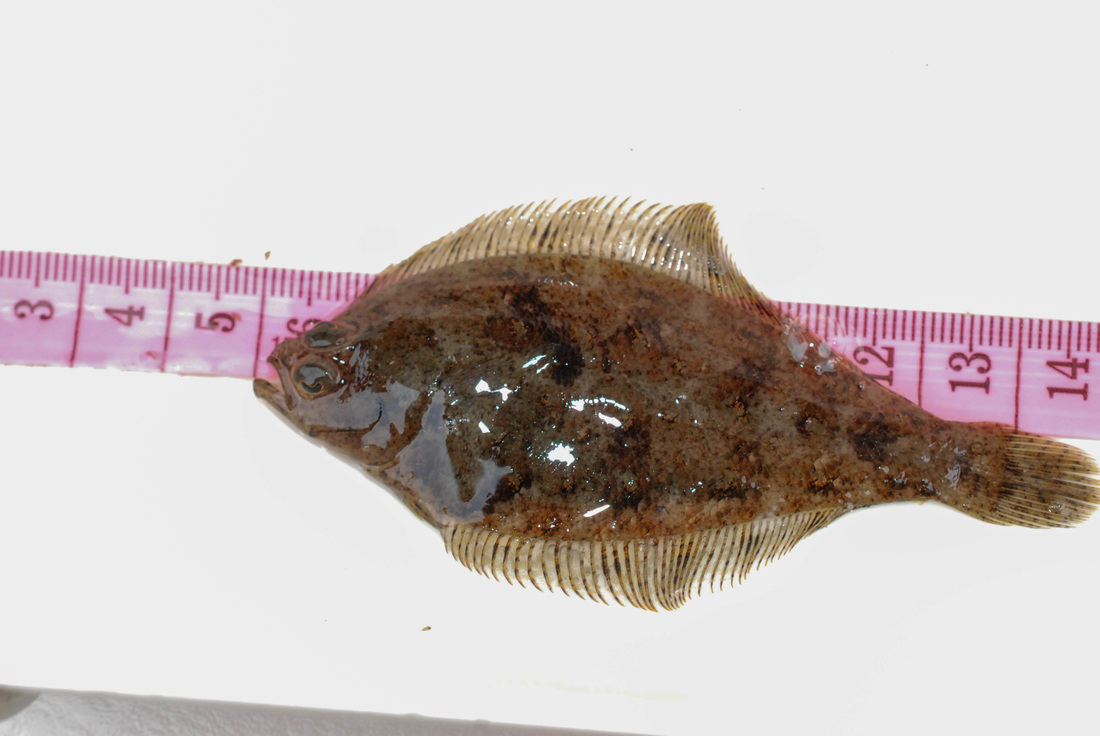 Pacific sanddab (Citharichthys sordidus)