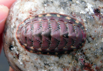 Lined chiton, red-lined chiton (Tonicella lineata)
